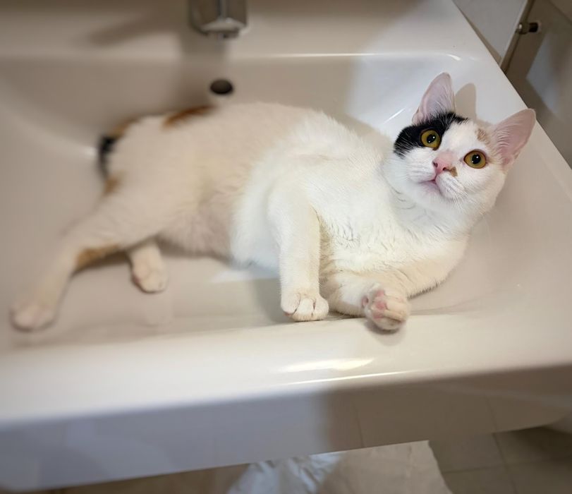 Ești smart? Adoptă o pisică pe măsură!