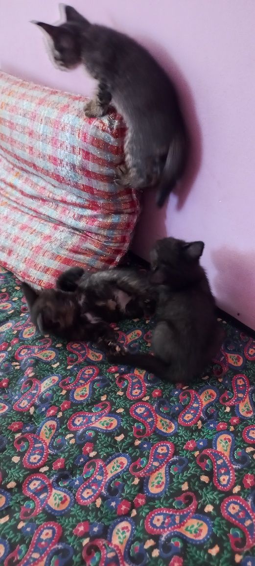 Отдадим котятков в  добрые руки