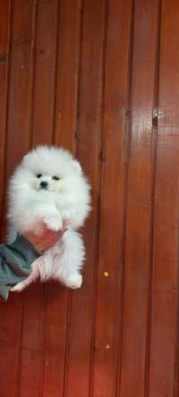 Pomeranian pui femelă cu Pedigree