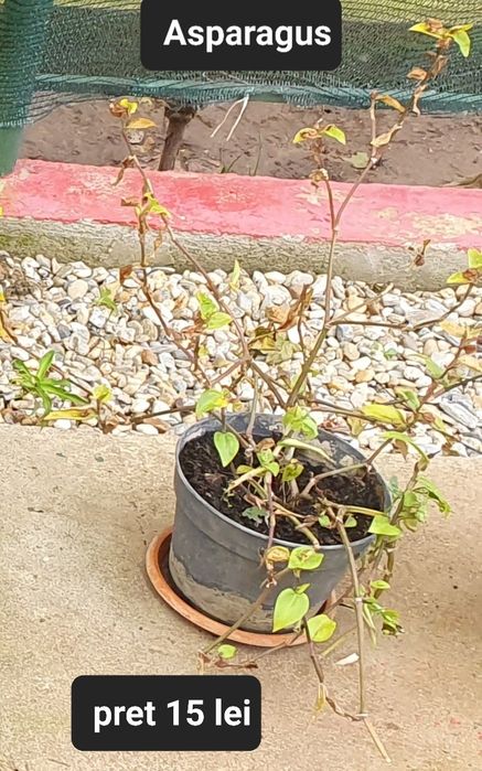 Avocado/Cactus/Oregano/etc