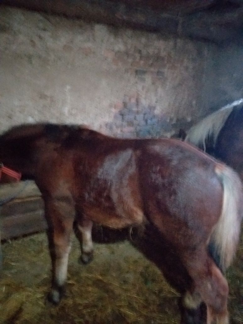 Vand Mânz de 6 luni