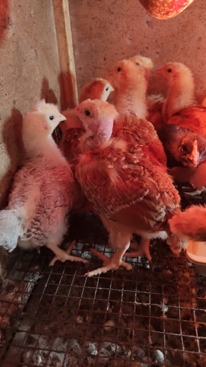 Продам цыплят разных пород