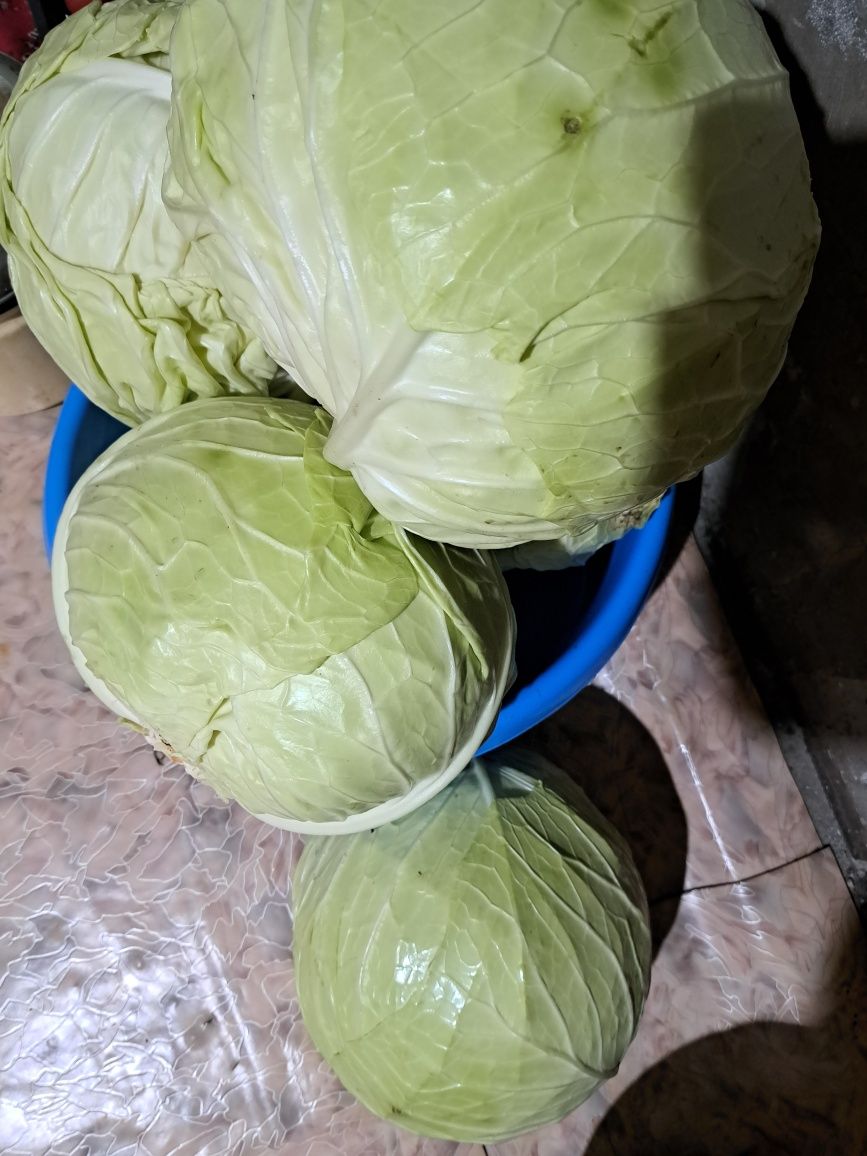 Продам капусту сочную