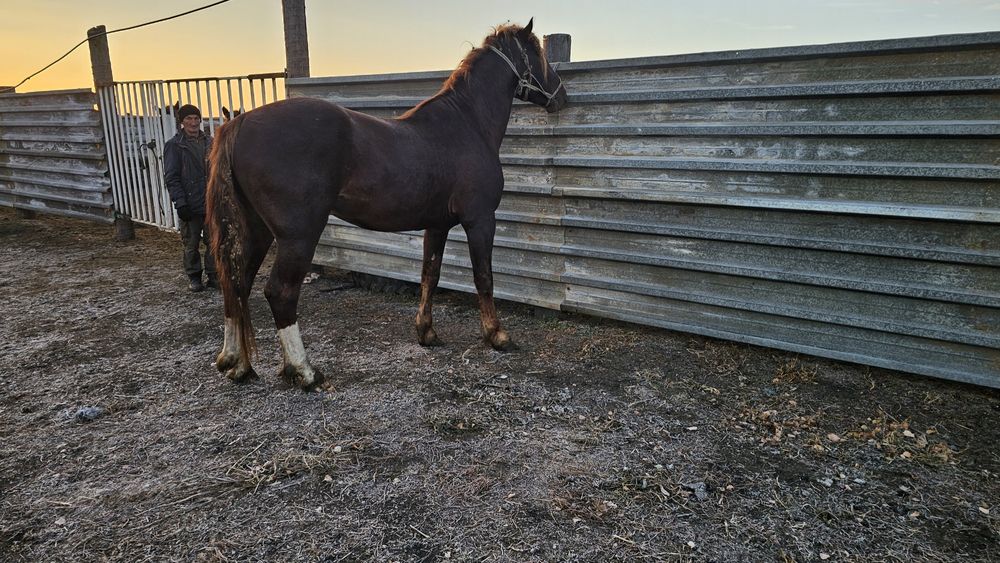 Продам жеребца 5лет крупный