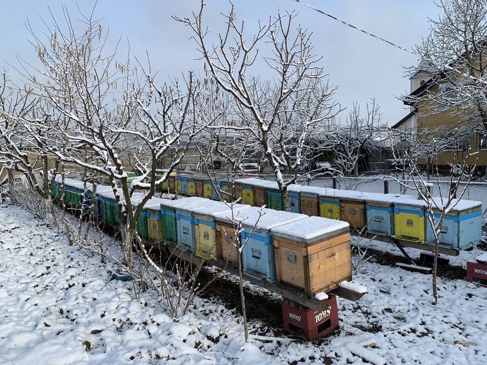 Vănd Familii de albine