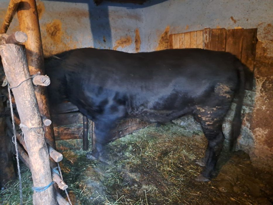 Se vinde taur angus pentru reproducere, sacrificare 500 kg