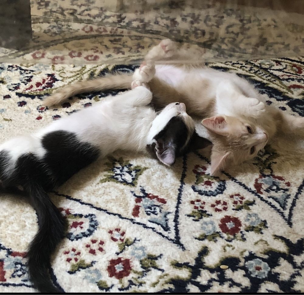 Котята , дрмашние. В добрые руки.
