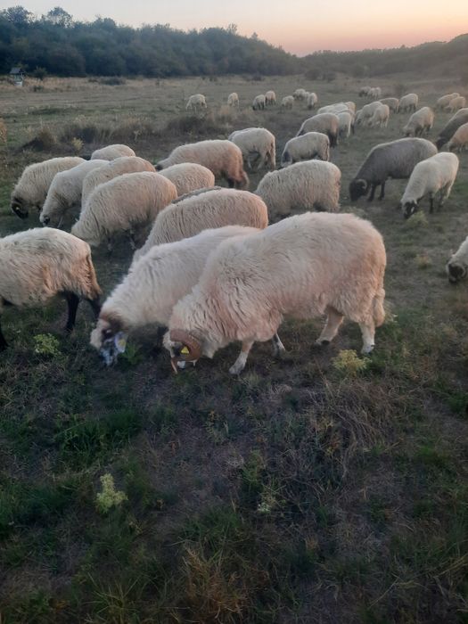 Vand 70 de oi si 20 capre