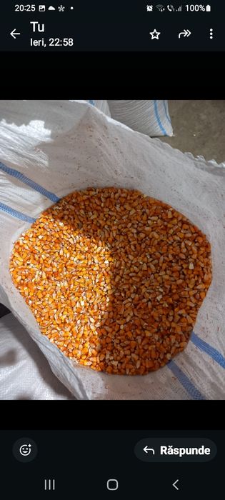 Porumb  producție  an 2025