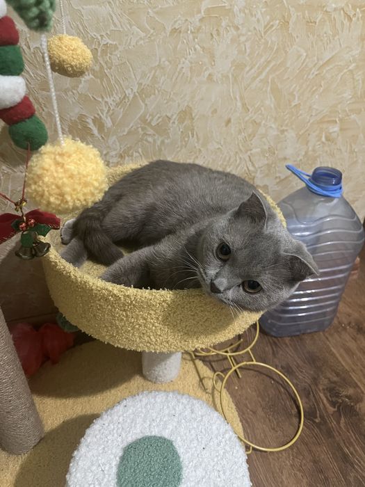 Шотландская вислоухая кошка