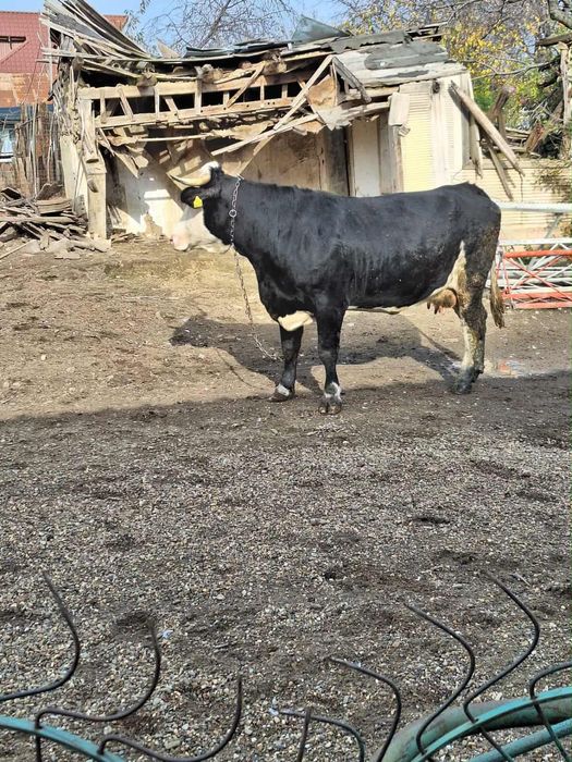 Vand vaca la al doilea vitel