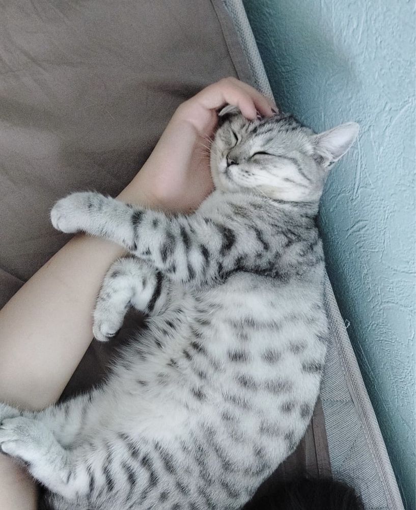 Котята британские