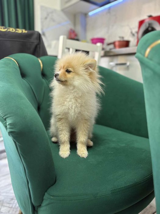 Vând caine rasa Pomeranian