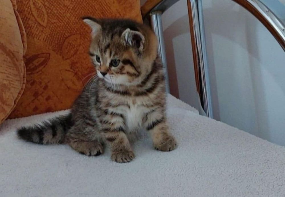 American Shorthair