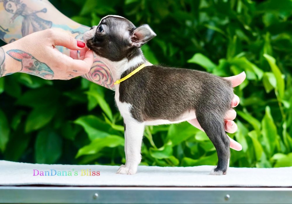 Boston terrier cu pedigree - fetita