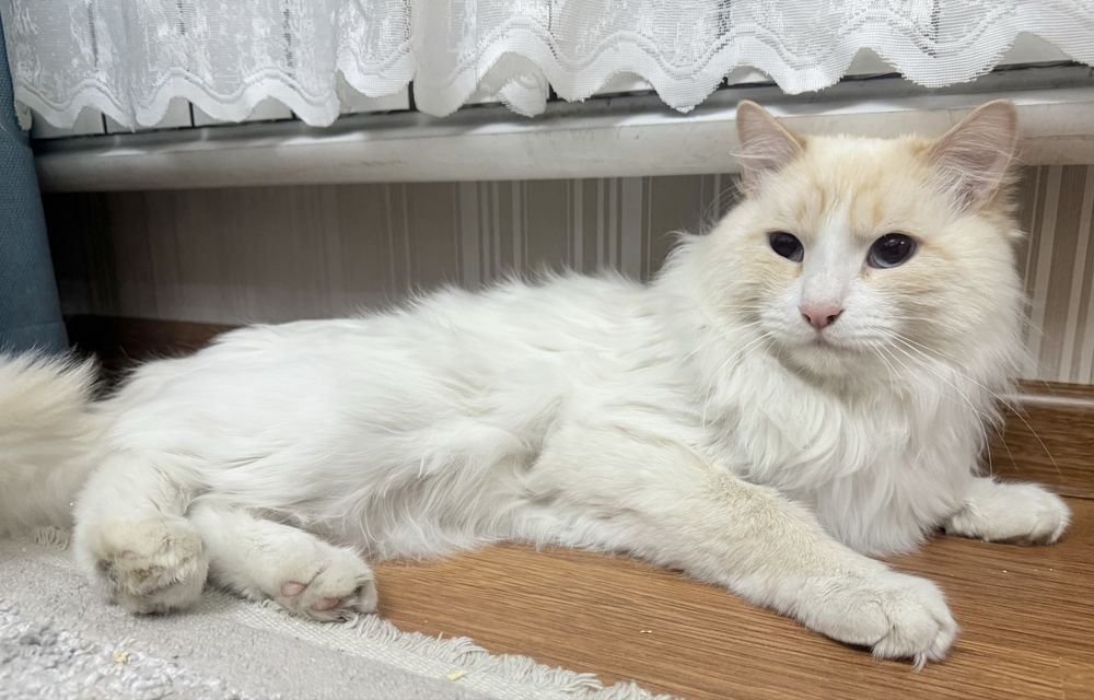 Продается кот , порода рэгдолл