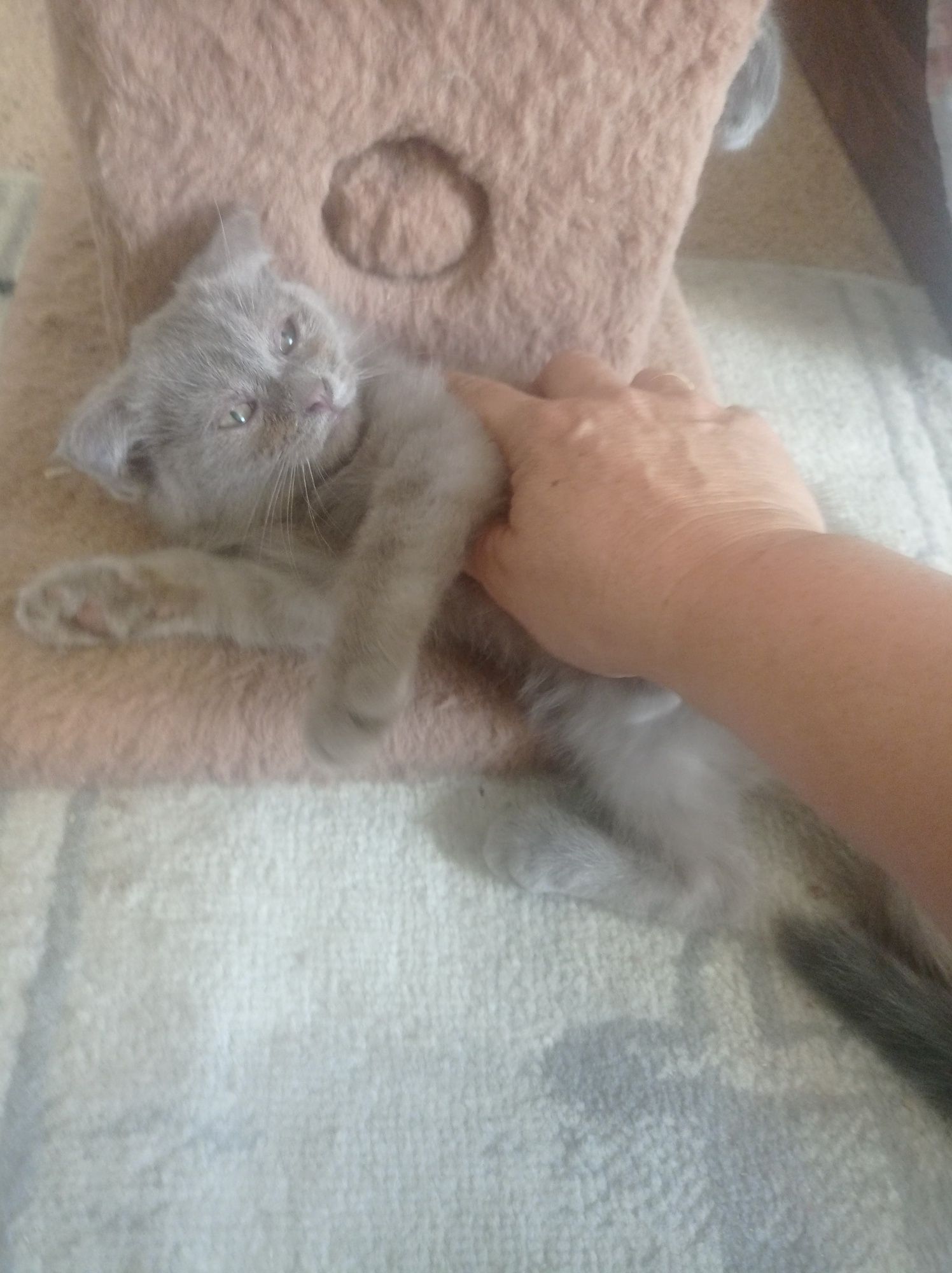Котенок мальчик скотиш фолд