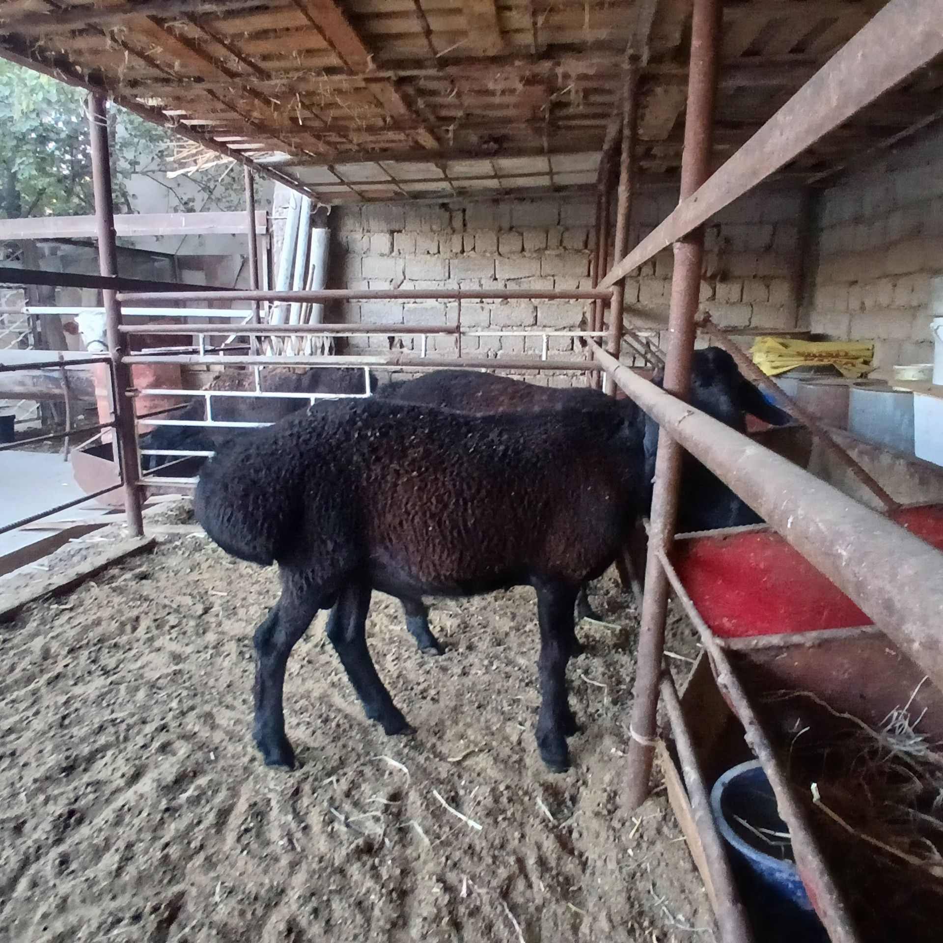 Qochqorlar sotiladi 4 yarim mlndan 8 mlngacha