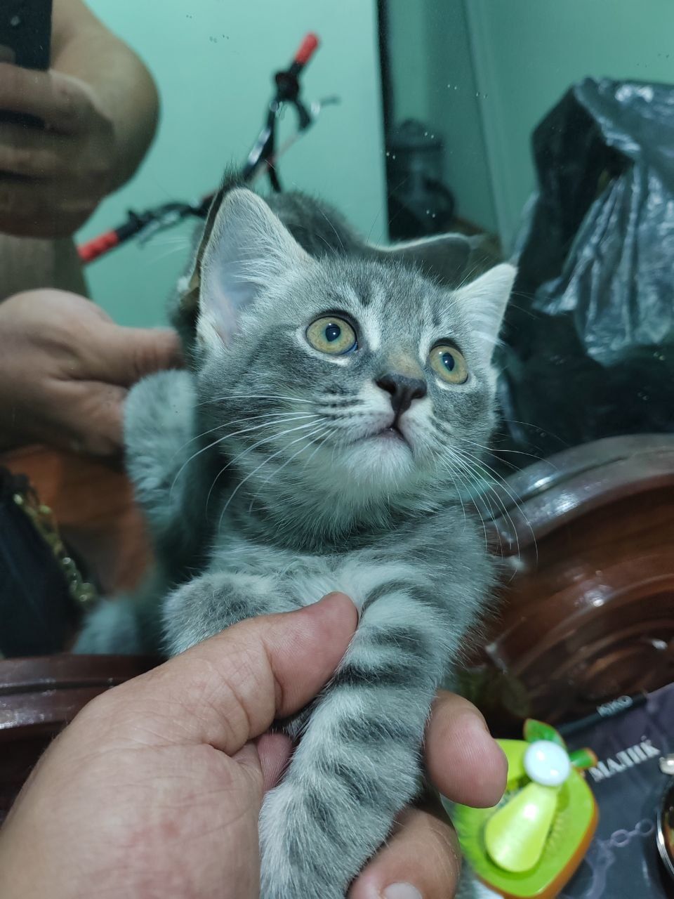 Scottish fold  (Кошка) британские