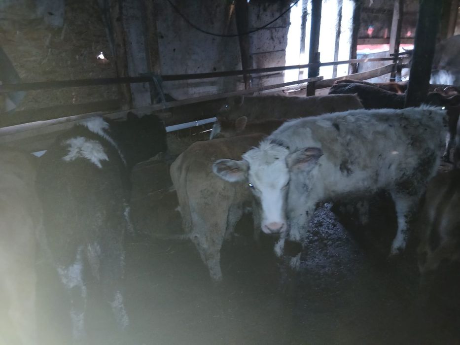 Vand 10 vitei de rasa