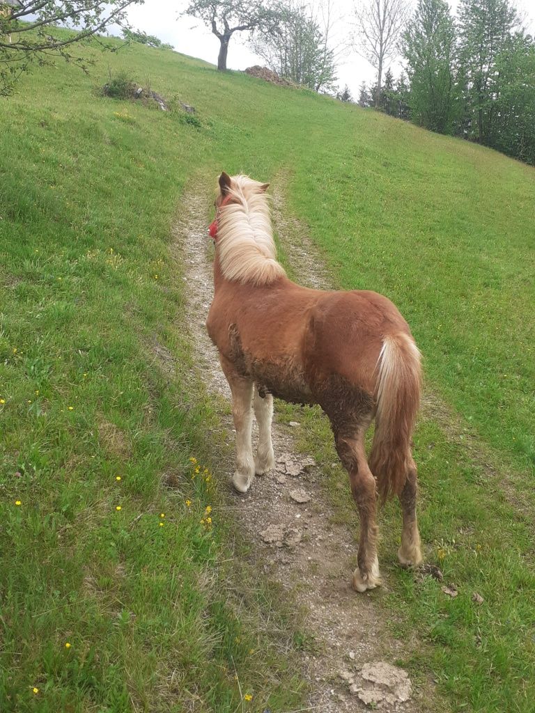 Cai mînz de vânzare