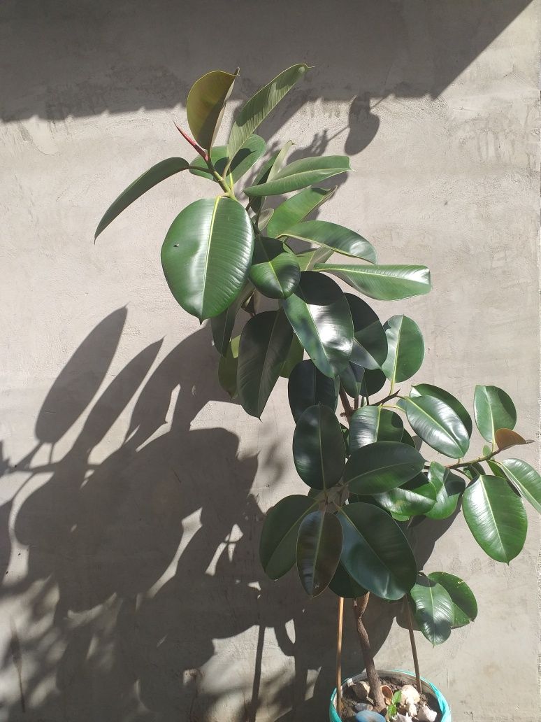 Vand Ficus elastic