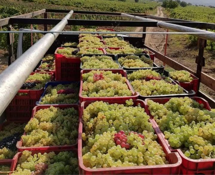 Struguri pentru vin vand