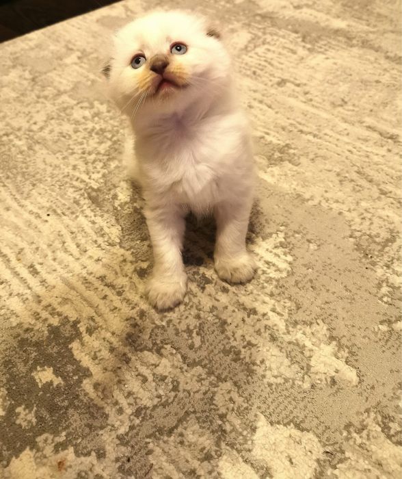 Pui pisica,invatata deja la letiera