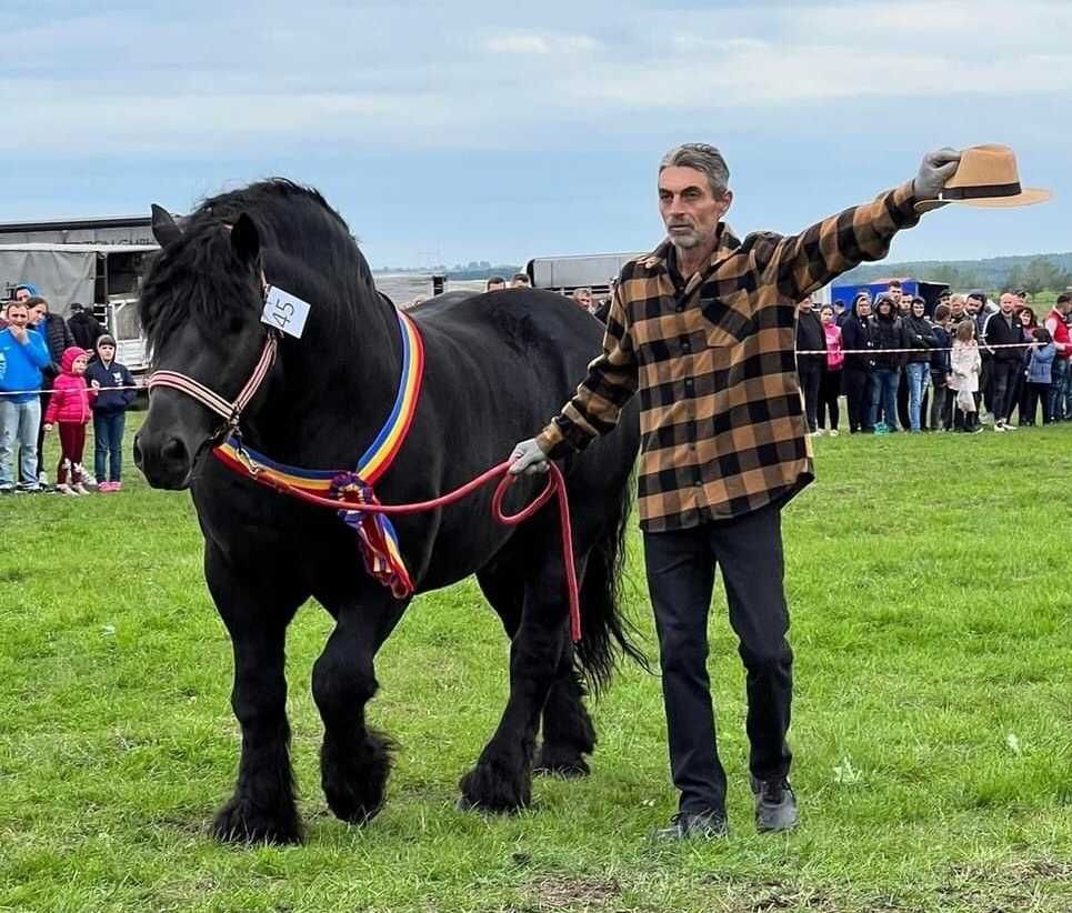 Armăsari de monta