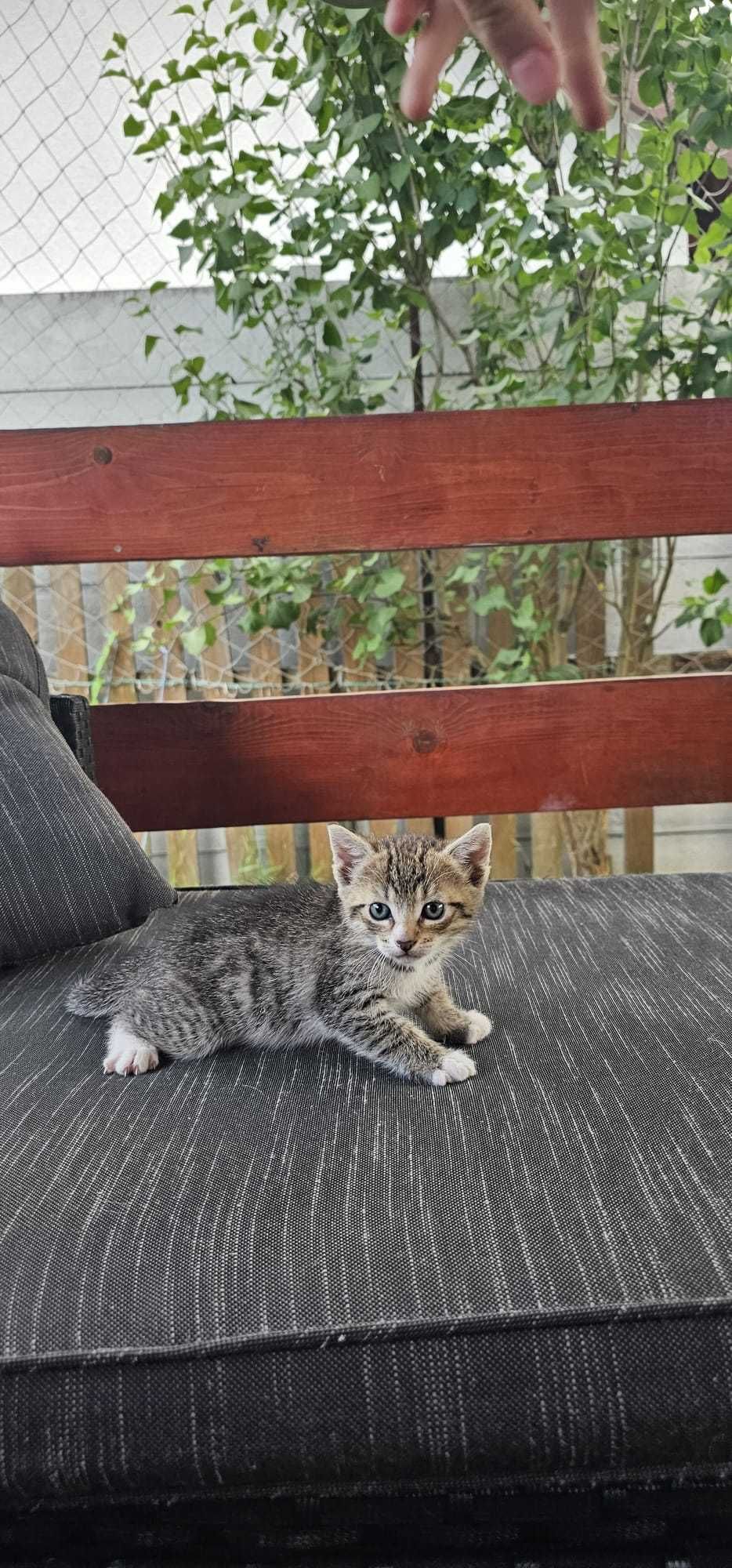 Donez pisicute pentru iubitori de animale