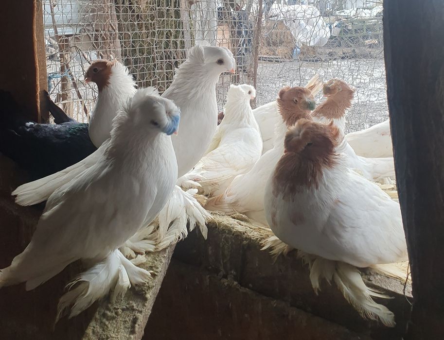 Jucatori de Botoșani