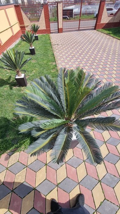 Palmieri artificiali