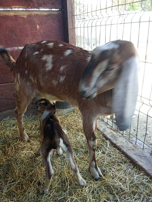 Vând Capre Anglonubiene