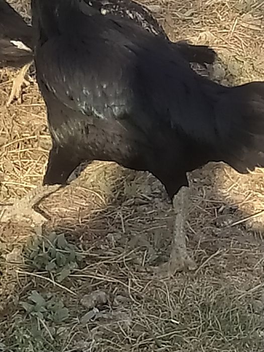 Куланги ганой макиён  жужаларибилан