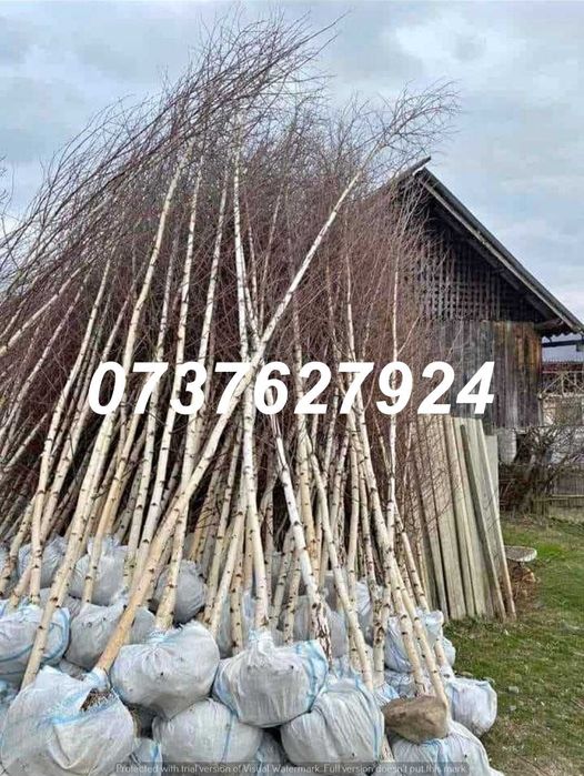 Arbori de Umbrire (Platan, Tei) | Scoatere la Comandă