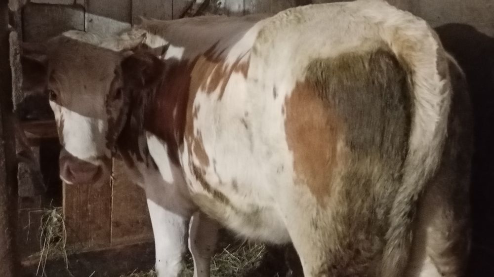 Vând juncă grasă de 1 an jumătate