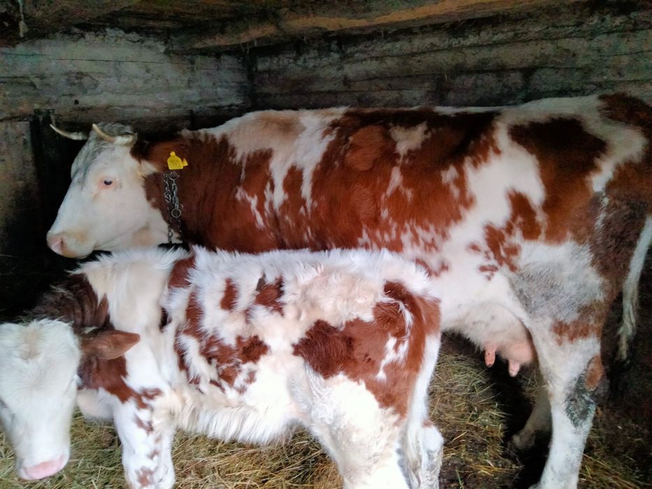 Vând vacă cu vițel