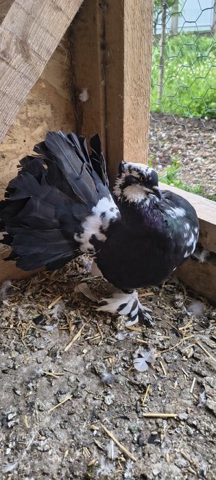 Vând porumbei voltați indieni