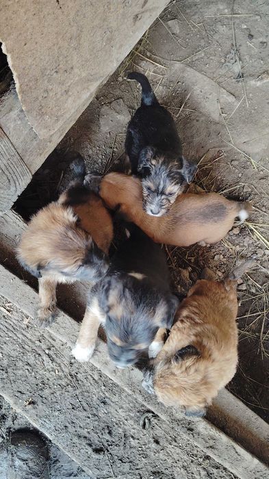 Donez căței de șobolani