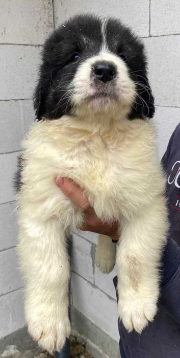 CRB din părinți foarte buni