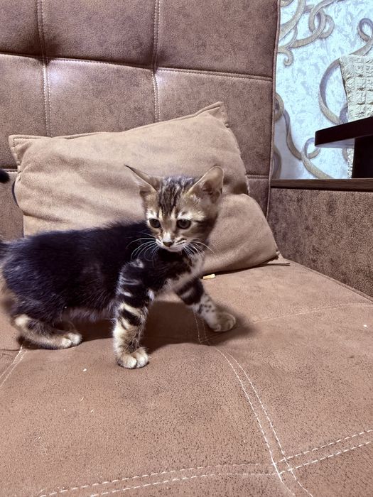 Bengalsky mushuk srochni sotiladi !!!