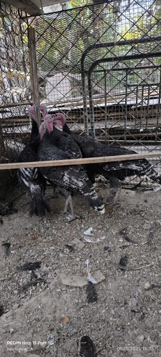 Куркала сотилади 6та бор хороз куркала хаммаси