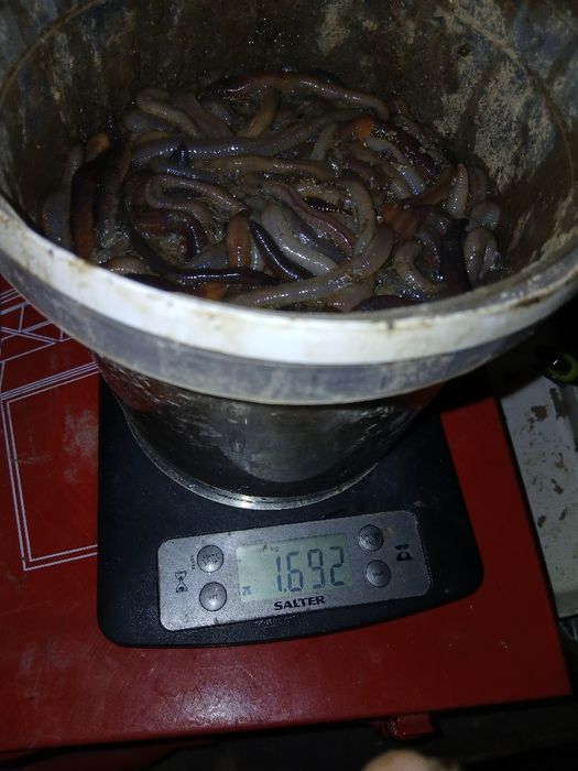 Земен Червей за риболов