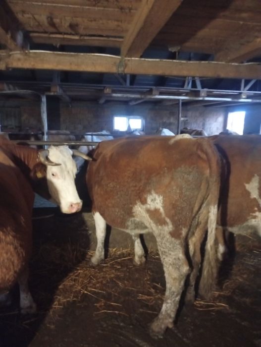 Disponibila vaca pentru abator