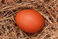 Ouă de țară naturale