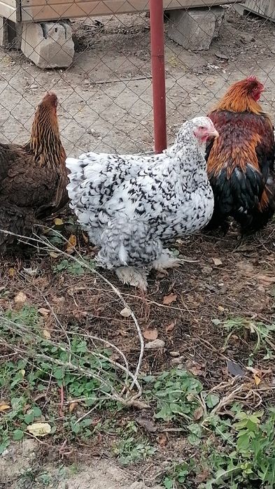 Vând gâște și găini cochinchina uriaș