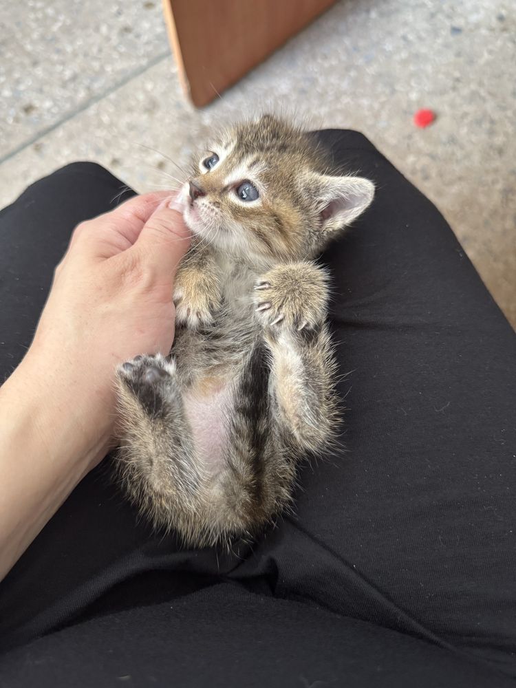 Милые Котята ищут дои