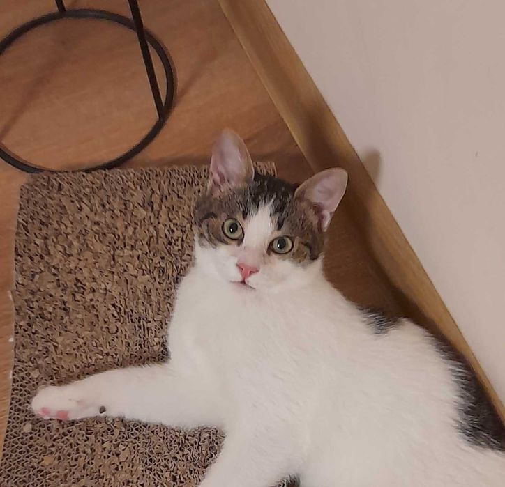 Мони търси дом и добри стопани!