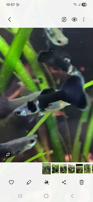 Pui Guppy negre Black moscow mix