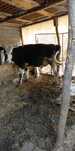 Vând tăuraș holstein